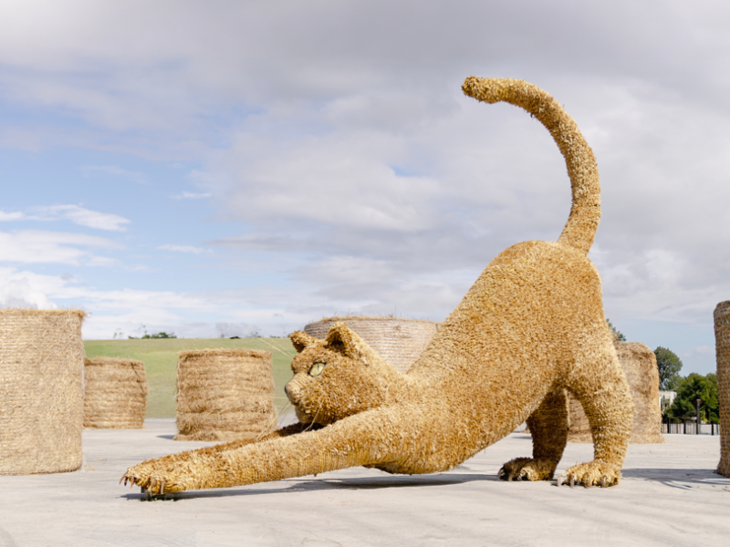 喵樂園來了 ! 富里稻草藝術季今日開幕、紀錄片首映